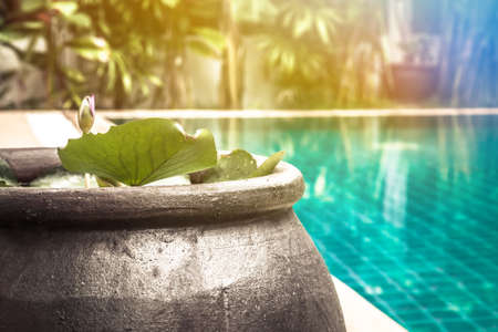 Swimming pool area with decorative asian style bowl with water lily among lush tropical garden with sunlight and copy space at private luxury tropical villa backyardの写真素材