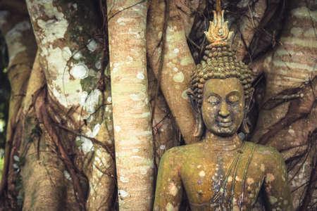 Buddha mossy stone sculpture among banyan tree trunks and roots as Asia travel backgroundの写真素材