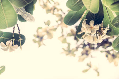 Blossoming tropical flowers frangipani in pastel colors with sunlight as tropical wedding background in vintage styleの写真素材