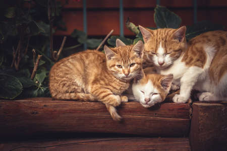 Cute red cats family together with kitten resting on wooden logs in rural countryside village in vintage rustic styleの写真素材