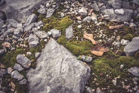 Mossy stone in highlands with falling leaves  during autumn season