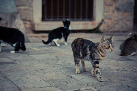Impressive domestic cat  walking in old Europe town street in vintage styleの写真素材