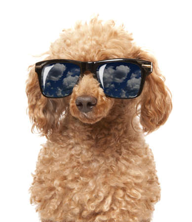 Red Toy Poodle  in the sunglass の写真素材