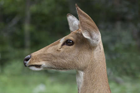 Single Mule Deer (Odocileus hemionus) の写真素材