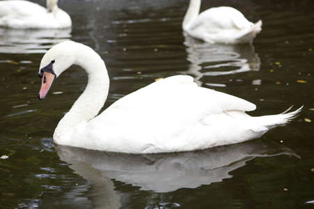 Lonely swan on lake water surface. の写真素材