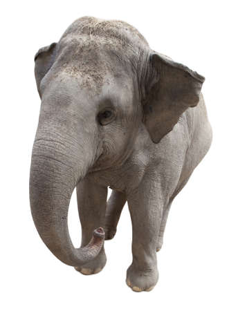 Asian elephant  isolated on white backgroundの写真素材