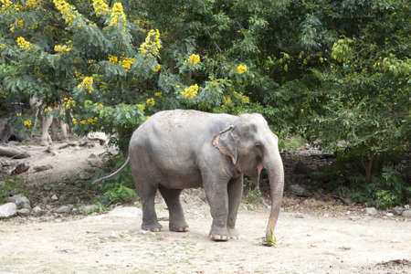 Asian elephant in the Khao-Khew very famous 