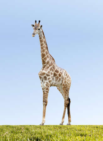 Portrait of a giraffe on sky background の写真素材