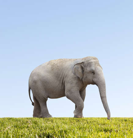 Asian elephant on blue sky の写真素材
