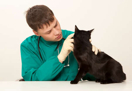 Veterinarian surgeon doctor making a checkup of a black catの写真素材