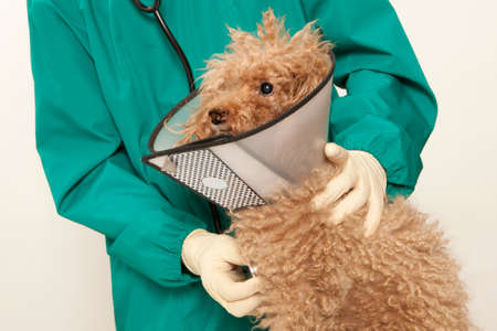 Vet examining an red toy poodleの写真素材