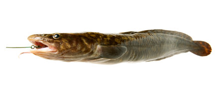 Camouflaged freshwater fish burbot isolated on white