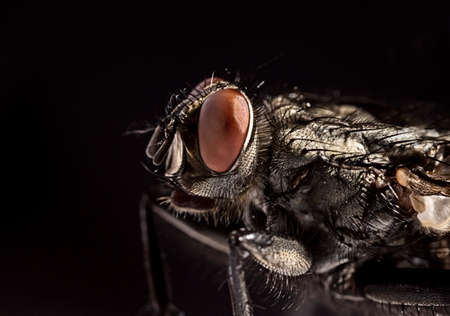 Side view portrait flesh fly - Sarcophagidae. Black backgroundの写真素材