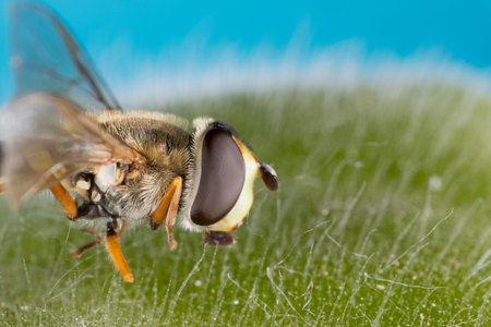 A small black yellow hoverfly (Helophilus pendulus, family Syrphidae)の写真素材