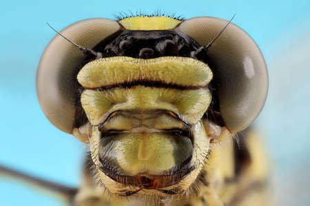 Common darter dragonfly (Sympetrum striolatum). Focus stacking. Extreme sharp and detailed studyの写真素材
