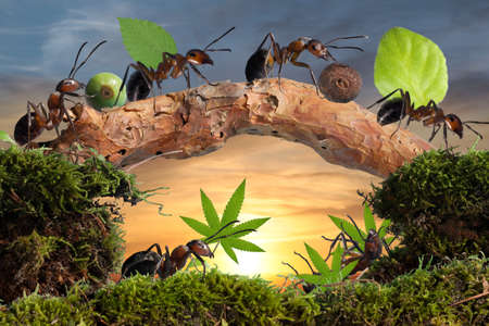 Red ants work, teamwork, cannabisの写真素材
