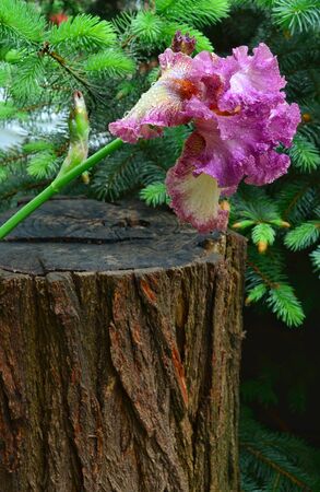 in early summer, bright and beautiful iris flowers bloomedの写真素材