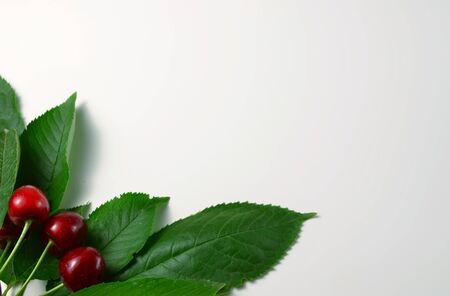 ripe sweet cherries and green leaves on a white backgroundの写真素材