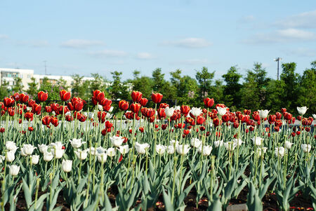 The ranks of the red white tulipsの写真素材