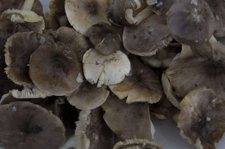 Mushrooms.の写真素材