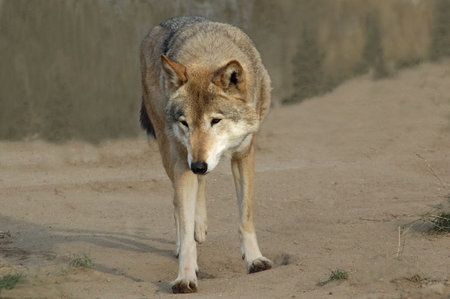 Wild wolf. In search of meal.