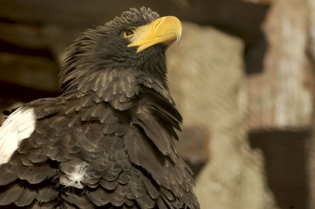 Proud eagle.Looks out for extraction.