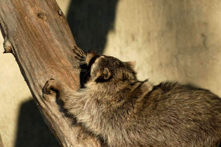 Raccoon.Morning begins with gymnastics.の写真素材