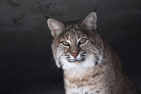 Portrait of a lynx.の写真素材