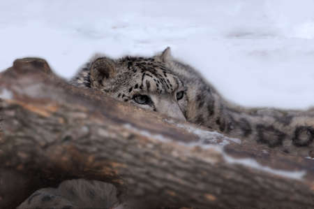 A snow Leopard (Uncia uncia).の写真素材