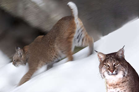 Close-up portrait of a bobcat.の写真素材
