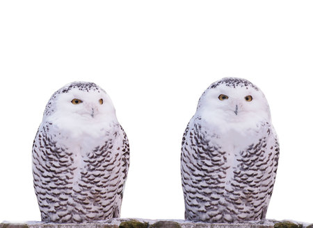 Two snow owls.Silent dialogue.