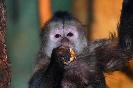 The monkey eats a pie.(Сapucinus.)の写真素材