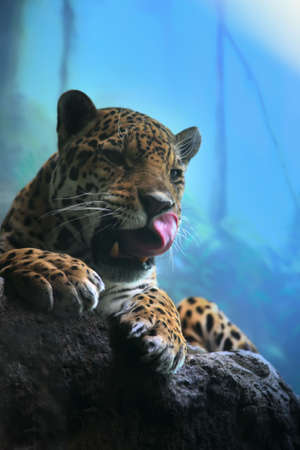 Jaguar, in dreams of meal.の写真素材