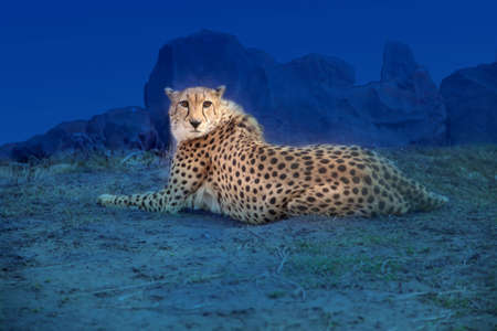 Cheetah shined car headlights.の写真素材