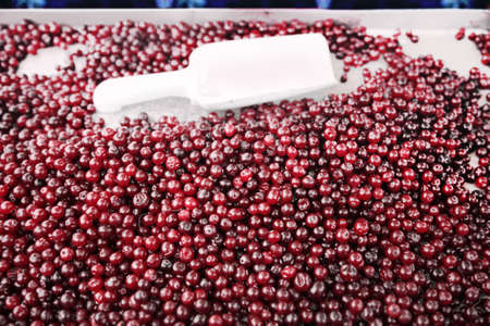 A lot of cranberry. The market.の写真素材