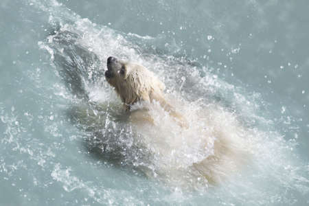 Polar Bear cub. Mother of a bear floats behind.の写真素材