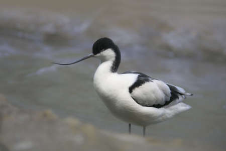 Pied avocet (recurvirostra avosetta).Symbol of the RSPB.の写真素材