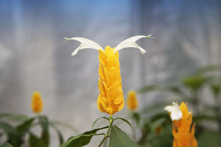 Flowers. Nature geometry.の写真素材