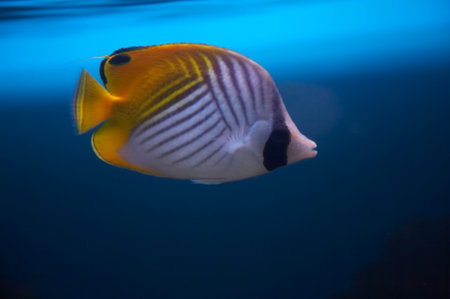 Threadfin  (Chaetodon auriga).
