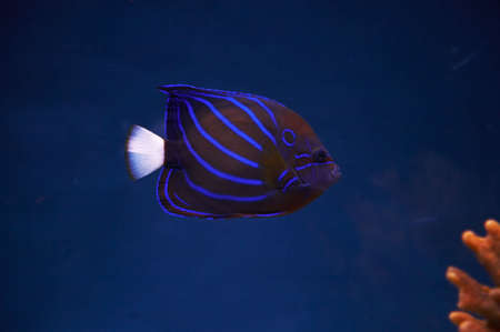 Blue-Ringed Angelfish.の写真素材