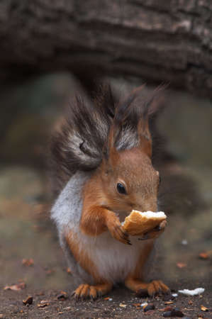 The squirrel holding in paws a crust.の写真素材