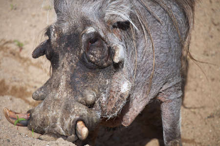 Portrait of a warthog.の写真素材