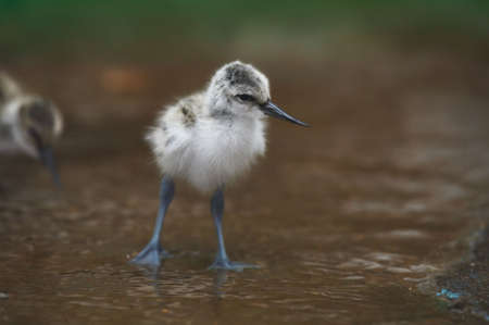 Curious  Bird.  avocet (recurvirostra avosetta).の写真素材