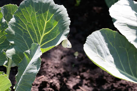 Cabbage white .の写真素材