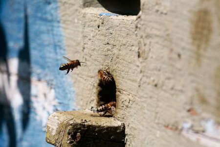 Working bees. Beehive.の写真素材