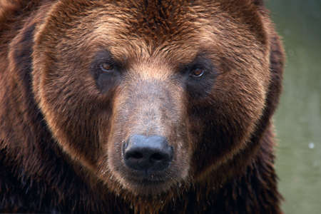 Brown Bear (Ursus arctos beringianus).の写真素材