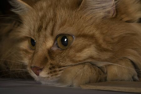 Portrait of a red cat. A minute of silence.の写真素材