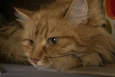 Portrait of a red cat. A minute of silence.の写真素材