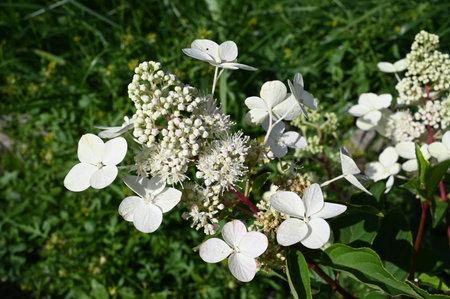 Hydrangea Bud on a green lawn on a Sunny day