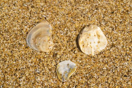 Three shells on the sand closeup. Background imageの写真素材